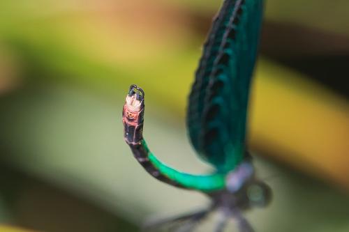 Réf. 256 234 : Calopteryx virgo